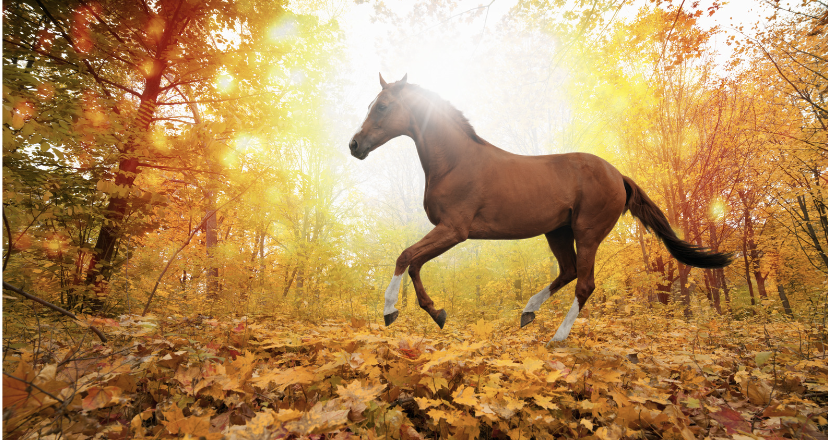 adaptation aux terrains cheval